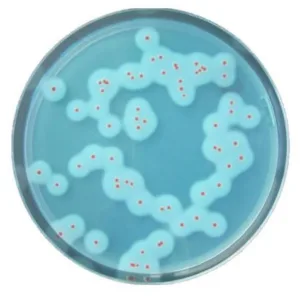 Rapid bacillus cereus supplement 2