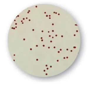 RAPID’Campylobacter 20 x 90 mm