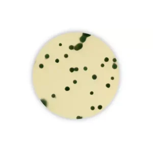 TSC agar - 6 x 100 ml