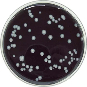 BCYE uden CYSTEIN 20x90mm (Legionella)