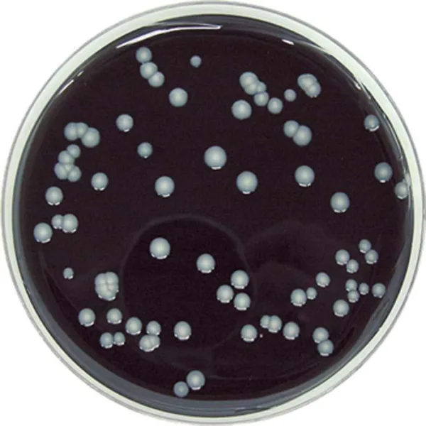 BCYE uden CYSTEIN 20x90mm (Legionella)