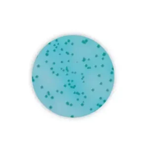 CN agar - 10 x 55 mm