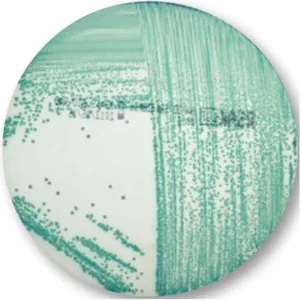 RAPID'Sakazakii - 20 x 90mm