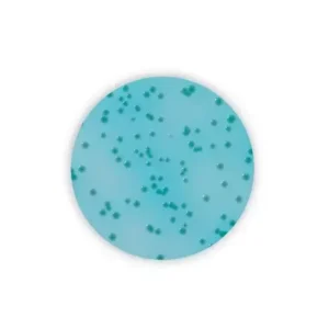 CN agar - 500 g