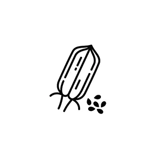 Sesame